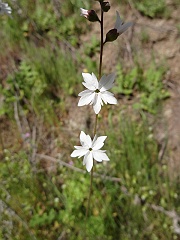 lithophragma affine
